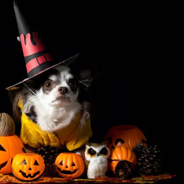 Cadılar Bayramı cadı şapkası takan ve elinde balkabağı tutan sevimli bir chihuahua köpeği. Mutlu Cadılar Bayramı.