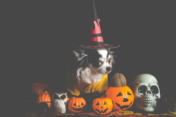 Adorable Chihuahua Dog Wearing Halloween Witch Hat Holding Pumpkin Dark — Stock Photo, Image