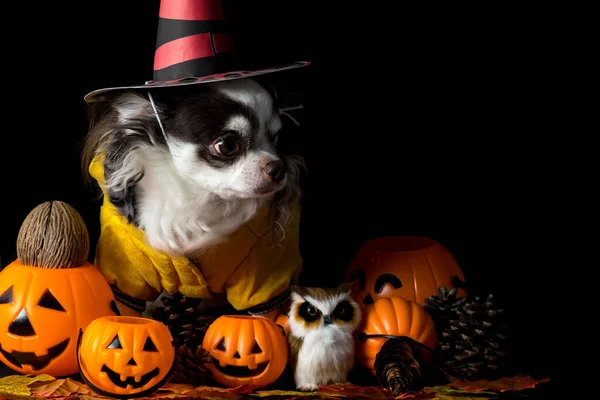 Очаровательная Чихуахуа Собака Шляпе Ведьмы Хэллоуин Тыквой Тёмном Фоне Хэллоуин — стоковое фото