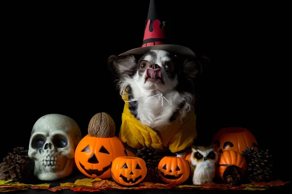 Cão Chihuahua Adorável Vestindo Chapéu Bruxa Halloween Segurando Uma Abóbora — Fotografia de Stock