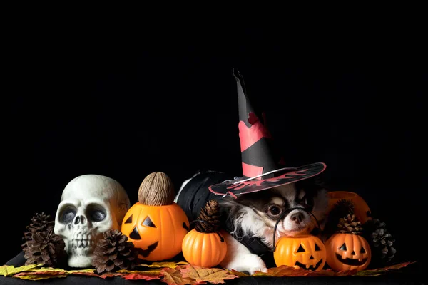 Cadılar Bayramı cadı şapkası takan ve elinde balkabağı tutan sevimli bir chihuahua köpeği. Mutlu Cadılar Bayramı.