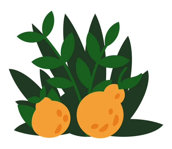 Moderna selva exótica frutas y plantas vector de ilustración. Arbusto de plantas tropicales con frutos amarillos — Vector de stock