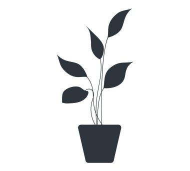 Seramik kapta uzun yapraklı dekoratif siyah bitki, saksıda saksı. Ev içi fabrika