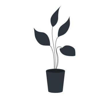 Seramik kapta uzun yapraklı dekoratif siyah bitki, saksıda saksı. Ev içi fabrika