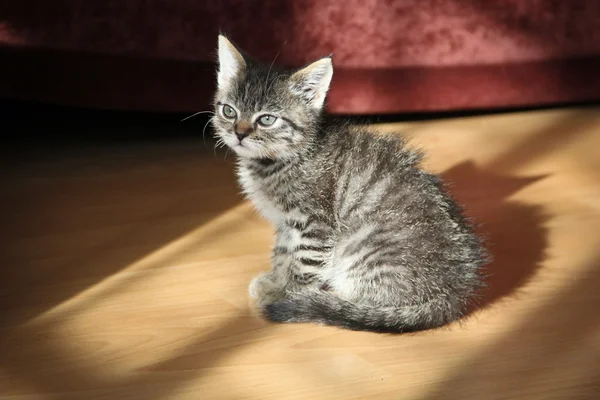 Gatito rayado gris — Foto de Stock