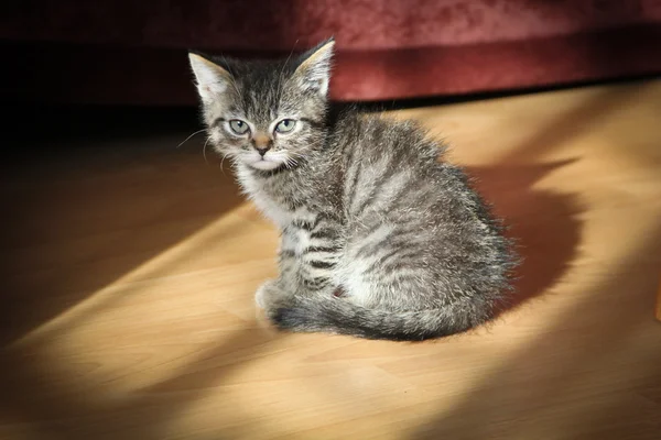 Gatito rayado gris — Foto de Stock