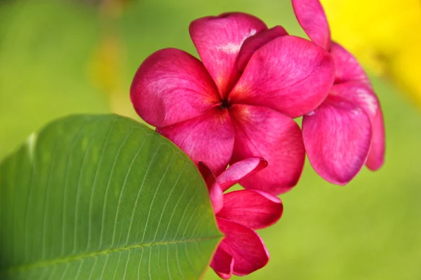 赤い熱帯の花 — ストック写真