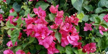 Bougainvillea çiçeği yüksek çözünürlüklü görüntü stoku