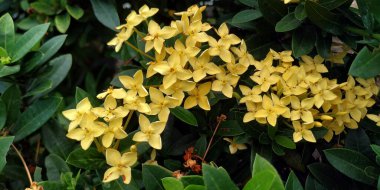 asoka çiçeği yüksek çözünürlüklü resimler stoku