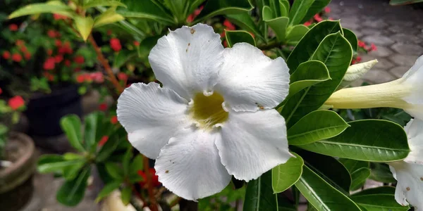 Adenium Flower High Resolution Image Stock — Stock Photo, Image