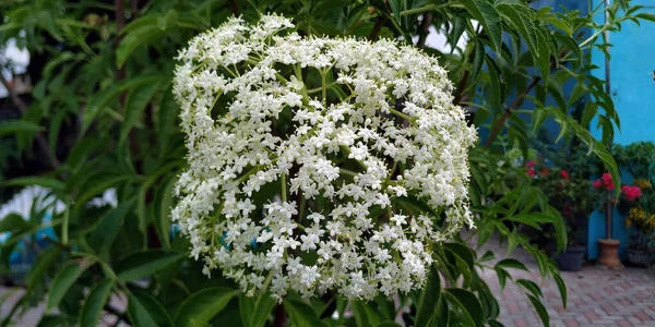 Clematis Armandi Estoque Imagem Alta Resolução — Fotografia de Stock