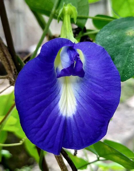 Telang Flor Imagens Alta Resolução Estoque — Fotografia de Stock