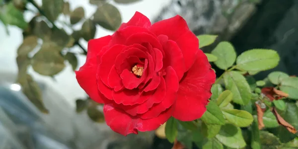 Rosa Roja Flor Imágenes Alta Resolución Stock — Foto de Stock