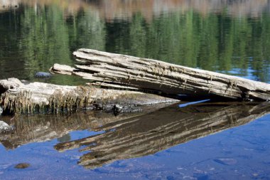 Kırık ağaç gövdeleri ve doğa manzaralı güzel bir göl.  