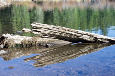 Kırık ağaç gövdeleri ve doğa manzaralı güzel bir göl.  