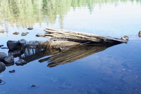 Kırık ağaç gövdeleri ve doğa manzaralı güzel bir göl.  