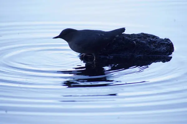 Pássaro Rocha Água Lago — Fotografia de Stock