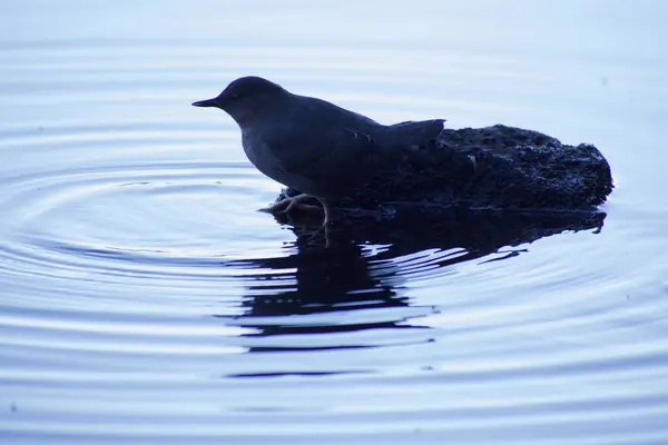 Uccello Roccia Acqua Lago — Foto Stock