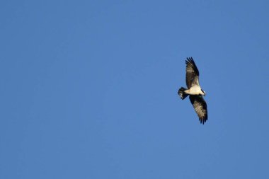 Kuş gökyüzünde uçuyor.