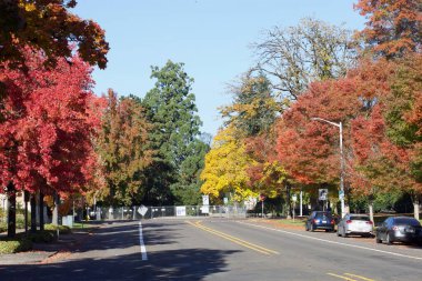 Sonbahar mevsimi doğası, ağaçlardaki renkli yapraklar, sokak fotoğrafı. 