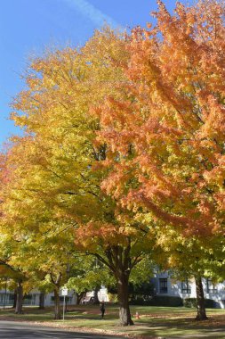 Sonbahar mevsimi doğası, ağaçlardaki renkli yapraklar, sokak fotoğrafı. 
