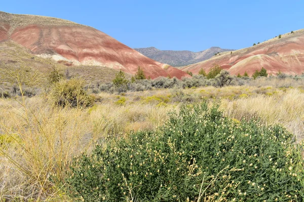 砂岩の砂丘と砂漠の植物を栽培する — ストック写真