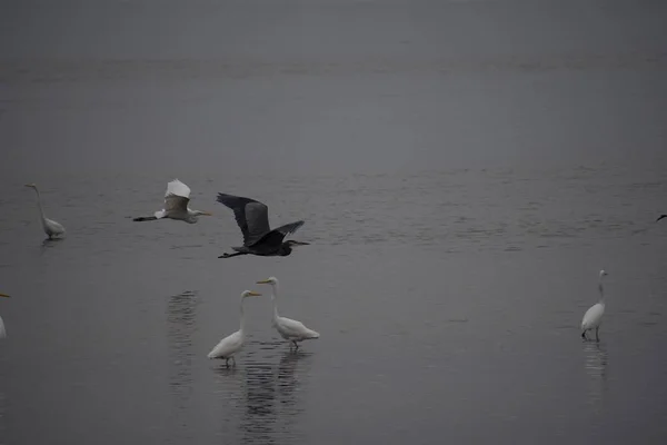 Ptaki Plaży Rano — Zdjęcie stockowe