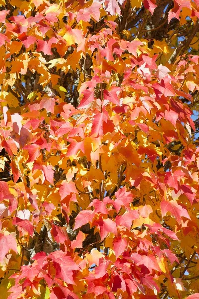 Feuilles Arbre Saison Automne Flore Couleur Orange Rouge — Photo