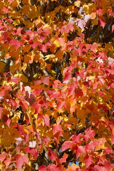 Outono Estação Árvore Folhas Vermelho Cor Laranja Flora — Fotografia de Stock