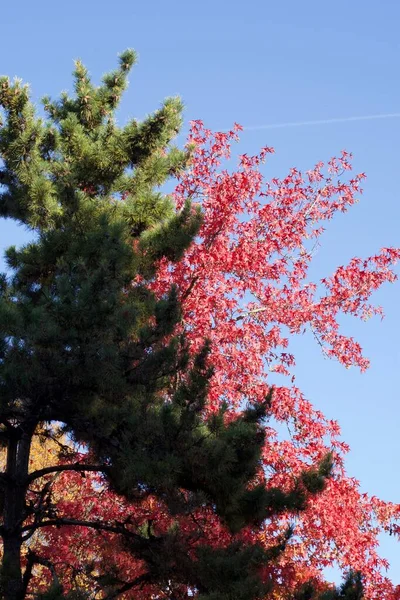 Hojas Árboles Temporada Otoño Color Rojo Anaranjado Flora Cielo Azul — Foto de Stock