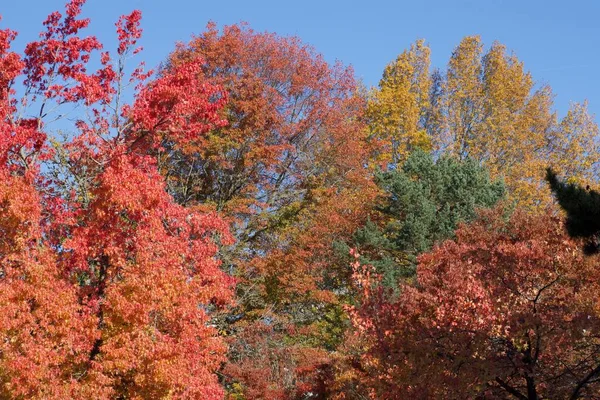 Hojas Árbol Temporada Otoño Color Rojo Naranja Flora — Foto de Stock