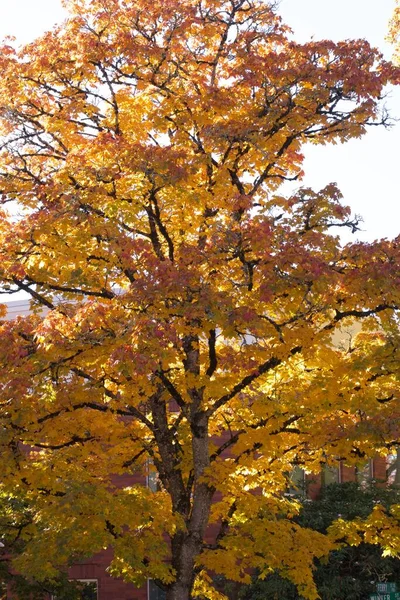 Les Arbres Automne Les Feuilles Jaunes Sur Les Branches — Photo