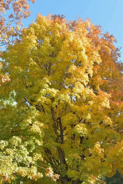 Árvores Estação Outono Folhas Amarelas Ramos — Fotografia de Stock