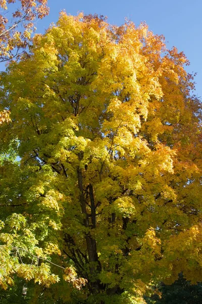 Les Arbres Automne Les Feuilles Jaunes Sur Les Branches — Photo