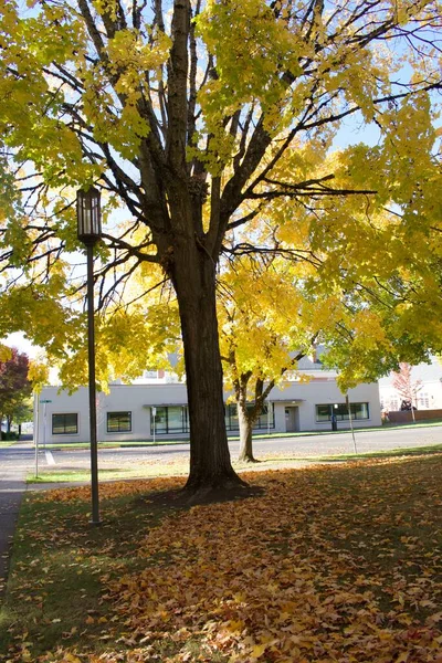 Outono Estação Natureza Folhas Coloridas Árvores Foto Rua Com Edifício — Fotografia de Stock