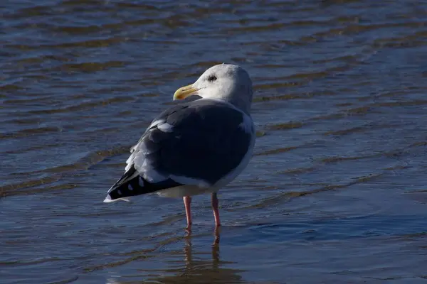 Vue Panoramique Bel Oiseau Nature — Photo