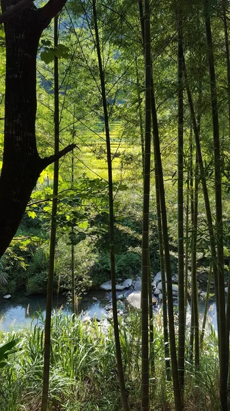 Ormanda Güzel Ağaçlar Yaz Mevsimi — Stok fotoğraf