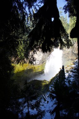 Vahşi ormanda şelale manzarası, yaz mevsimi doğası. 