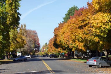 Sonbahar mevsimi doğası, ağaçlardaki renkli yapraklar, sokak fotoğrafı. 