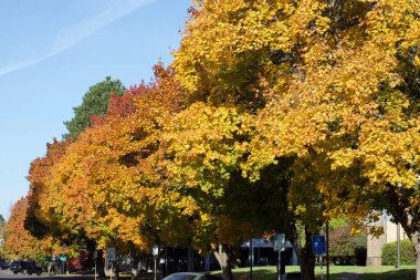 Sonbahar mevsimi doğası, ağaçlardaki renkli yapraklar, sokak fotoğrafı. 