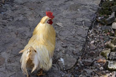 Köydeki kırmızı horoz 