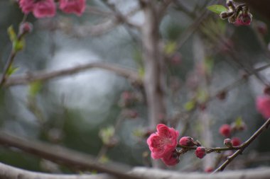 Güzel botanik fotoğrafı, doğal duvar kağıdı.