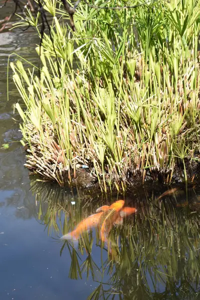 Koi Fische Teich Mit Grünem Gras Flora Und Fauna — Stockfoto
