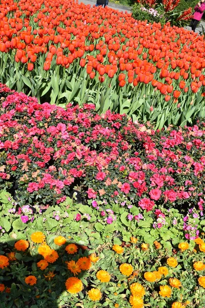 Beautiful Flowers Garden — Stock Photo, Image