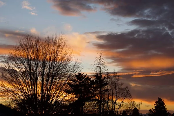 橙色落日的天空 云彩和树木 — 图库照片