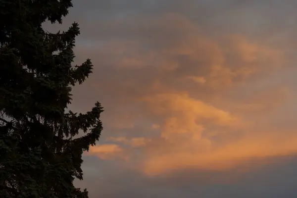 橙色落日的天空 云彩和松树 — 图库照片