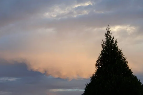 Orange Farbe Sonnenuntergang Himmel Mit Wolken Und Kiefer — Stockfoto