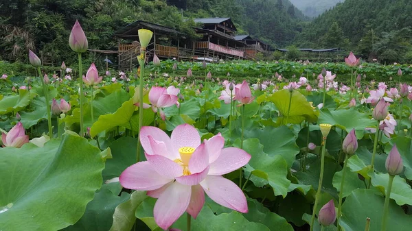 Belles Fleurs Lotus Dans Jardin — Photo