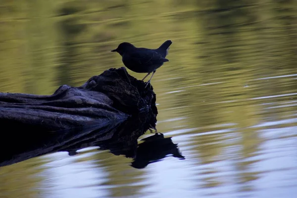 Ptak Jeziorze — Zdjęcie stockowe