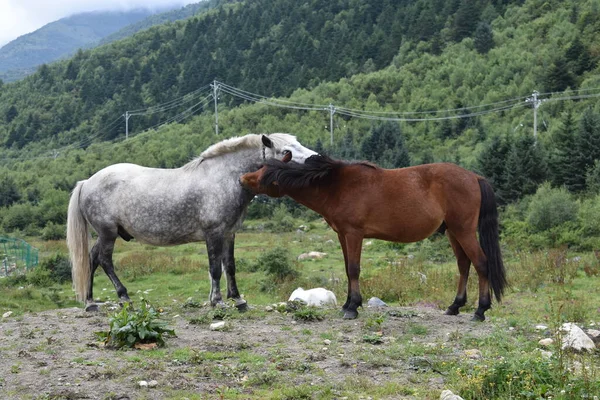 Cute horses grazing on the pasture in mountains